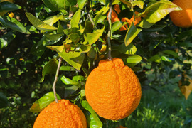 有機JAS認証　愛媛県産　有機　不知火　オーガニック　(家庭用)