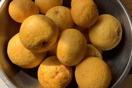 甘夏✴︎瀬戸内から農薬、化学肥料不使用✴︎（お徳用5kg）