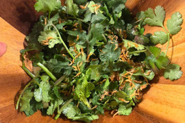 香るパクチー 300g 農薬・化学肥料不使用栽培 埼玉県川越市産