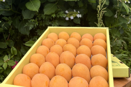 超希少サイズ！茂木産 茂木びわ 2Lサイズ 30個入り 約1.5kg