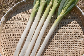 生だとシャキシャキ、焼くとトロトロで甘くなる白ネギ！（5kg）