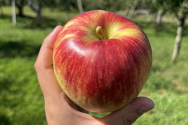 《予約商品》8月下旬～ 綺麗な葉とらずサンつがる 3キロ箱 7～11玉 長野県産