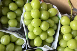 山梨県のぶどうで産地直送の商品｜3ページ目｜食べチョク｜産地