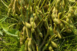 【自然栽培】黒豆枝豆1キロ（枝つきで約1.3キロ）
