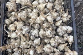 【栽培用】菊芋の種芋｜春植え向け