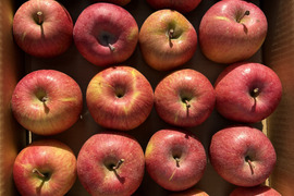 青玉 加工用 大訳あり サンふじ 5キロ箱