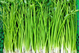 清流の恵み 蔵王セリ500ｇ 宮城県産セリ