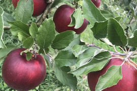 【まもなく終了！】葉とらず紅玉　4.5kg