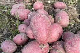 【自然栽培】レッドムーン（赤じゃがいも）20㎏（肥料・農薬不使用）ばれいしょ