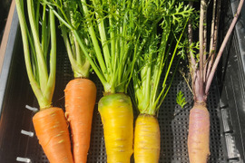🌈🥕まるでお野菜の宝石箱！【贅沢3色の彩り】オレンジ×黄色×紫｜葉付きカラフルニンジン食べ比べセット約1kg｜サラダ・グリル・ラペに｜農薬・化成肥料不使用🥕