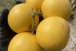 珍しい！国産グレープフルーツ5㎏【化学肥料不使用/農薬使用30％未満】