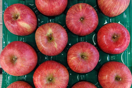 贈答用にもりんご🍎サンふじ🍎　　5kg　大玉～中玉(12～14玉サイズ)