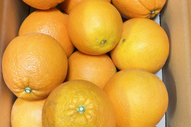 愛媛県中島産の白柳ネーブル　サイズ混合5キロ