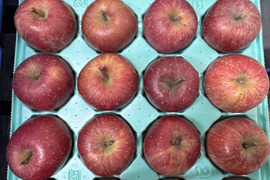 青森県産りんご　小ぶりで食べやすい　訳あり小玉りんご　葉取らずふじ【訳あり10kg 40個〜50個】