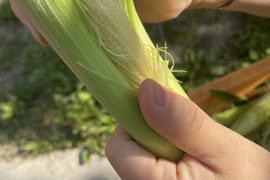 早朝採り！当日発送！皮付き髭付き新鮮ベビーコーン🌽 20本