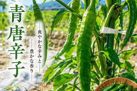 青唐辛子500g🌶 国産　淡路島からの辛い唐辛子