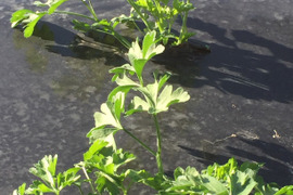 自然の魔法―腐植が紡ぐ究極のイタリアンパセリ  化学肥料・化学農薬・除草剤不使用　200g