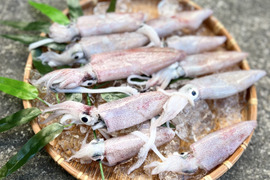 酒のあてに最高‼️【冷凍】とれたて新鮮‼️徳島宍喰産アカイカ(ケンサキイカ)約600g