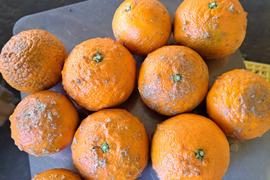 南津海家庭用2kg