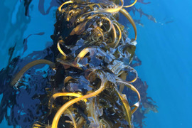 【期間限定】えびすワカメ1P【早採り】2/15より発送｜岩手県越喜来湾崎浜産