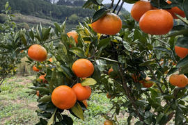 【農薬不使用】熊本産紅早生みかん約5キロ