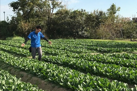 社販で大人気！すくすく育ったほうれん草5袋とおまけ野菜1袋付き
