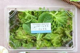 とろける食感！数種類のベビーレタスで豪華な料理に！山形のスーパーでしか売ってない商品を全国に！野菜室でかなり日持ちします。