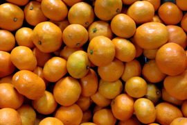 【家庭用】酸味と甘味のバランスの良い旬のちえみかん🍊（田口早生）５㌔