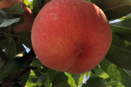 昨年好評でしたやまたか農園の2023年度白桃「あかつき」約2kg(5玉〜9玉)