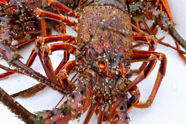 【ギフトにも】朝獲れイセエビ2〜3匹入り(約1kg)五島漁師直送