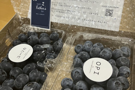 【父の日ギフト】　極早生品種　食べ比べ！　摘みたてブルーベリー500g！【埼玉県産】※生食用　品種はお任せいただき、発送直前に収穫します。