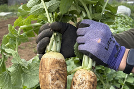 ”ノウフク“　四季姫2号　１キログラム（2本～3本）
【栽培期間中　農薬化学肥料不使用】