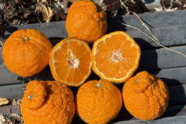 不知火加工用です。サイズ大小いろいろ、形の悪いもの、傷があります。