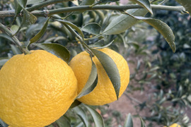 上品な柑橘「はるか」10kg