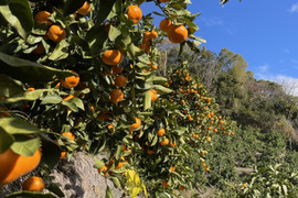 中生完熟みかん