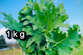 【自然栽培】道産ケール・1kg （甘くて柔らかい無肥料野菜）