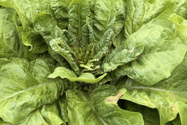 期間限定！【カラダすっきり美活野菜】カリウム＆食物繊維が豊富！驚きのシャキシャキ「茎レタス（チシャトウ）」　お得な3本セット