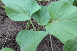 さつまいもの葉付きのツル🌿皮むき不用で便利☆約15cmほどの長さの茎葉、30本分☆小さく、柔らかめのさつまいもの葉と短く細いツル🌿そのまま茹でておひたしに🌿自然栽培☆メール便📩発送