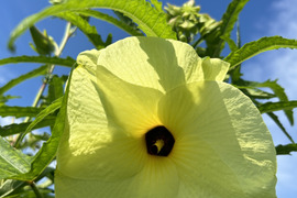 🌼花オクラ🌼夏の食卓を彩る“食べられる花”