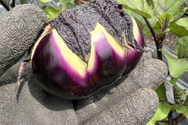 夏のおつけもの　丸茄子の浅漬け