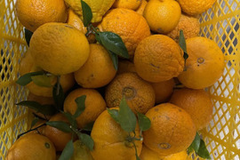 ＜期間限定＞摘果不知火　5kg／料理・ドリンク・加工用に最適！