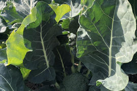 数量限定！1月３日から発送！茎までやわらか！こだわりブロッコリー！