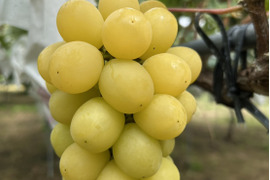 まるせい果樹園のぶどう　　ゴールデンシャイン(ハニーシャインマスカット、金色シャインマスカット)シャインマスカット　1ｋ　(1~4房)　自家用　贈答用答用　oｓ5