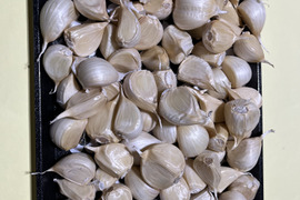 北海道の大地で生産されたにんにくの王様『白玉王鱗片』 2,000g