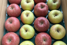 赤と黄色‼︎ 青森県産 サンふじ&名月(訳あり)約5kg サンふじ8個名月8個　計16個