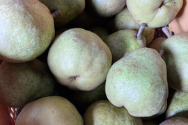 加工推奨品☆訳ありの山形ラフランス☆大容量10キロ