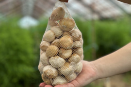 ジャンボにんにくの通販｜にんにく｜食べチョク｜産地直送(産直
