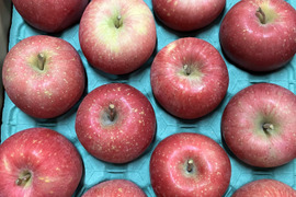 青森県産りんご 「早生ふじ（弘前ふじ）」家庭用 キズ有 約10kg(5kg×2箱)