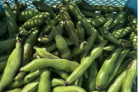 長崎県産ソラマメ1.8kg