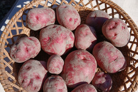 アンデスレッドジャガイモ